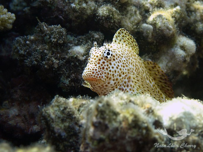 Epinephelus aeneus