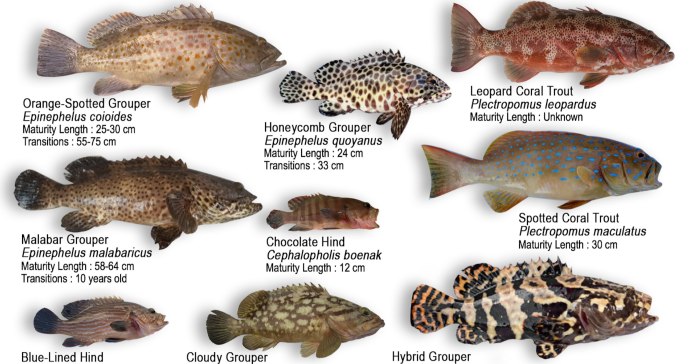Squaretail coralgrouper