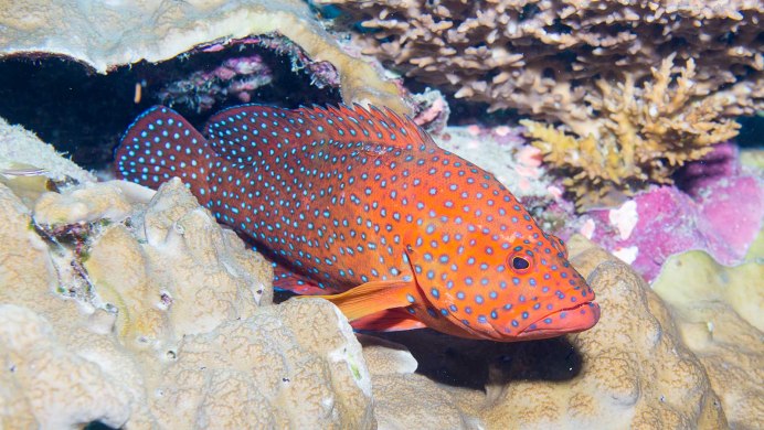 Plectropomus leopardus