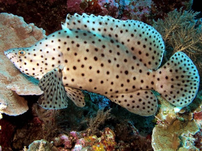 Coral Trout рыба