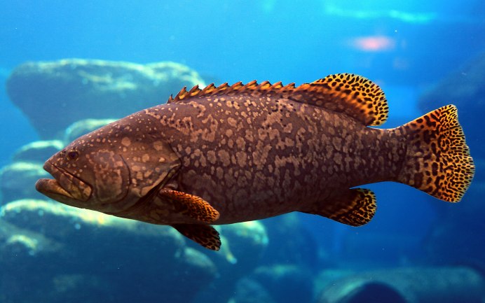 Plectropomus leopardus