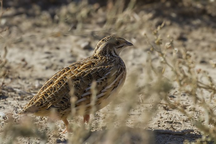 Перепел Coturnix Coturnix