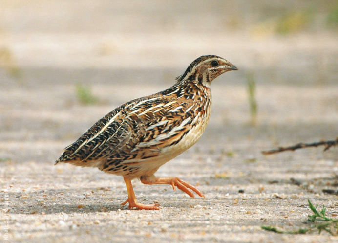 Перепел обыкновенный Coturnix Coturnix