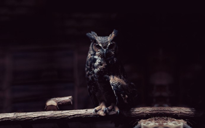 Филин в темноте