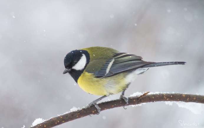 Лазоревка и большая синица