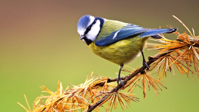 Синица лазоревка