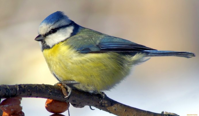 Зеленоспинная синица