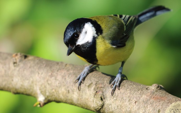 Синичка большая