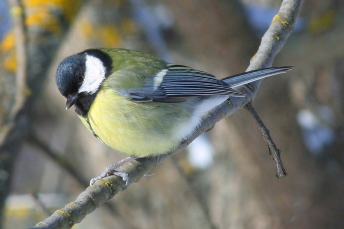 Синдская синица