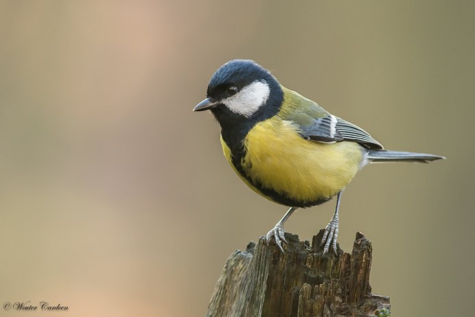Большая синица Parus Major