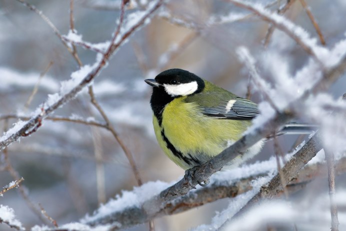 Синицевые синица большая синица