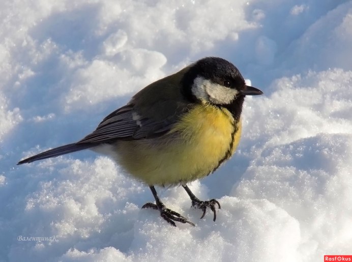 Синица Parus Major