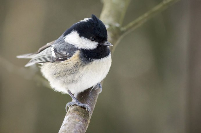 Синица крупным планом