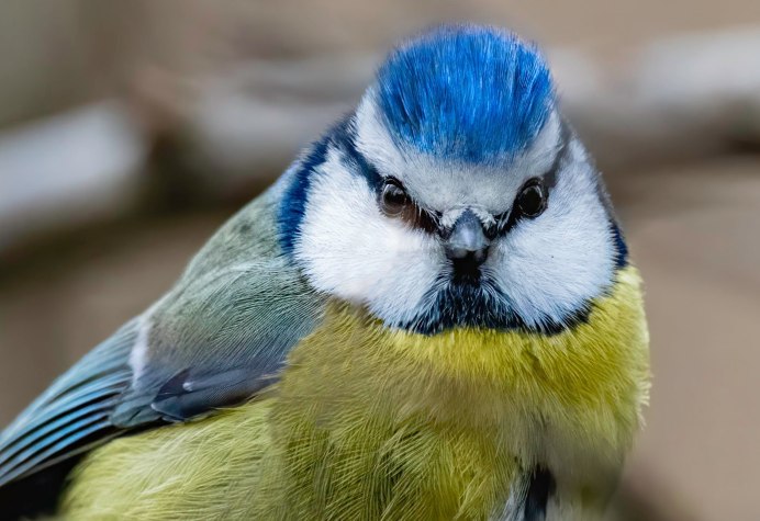 Синичка в городе