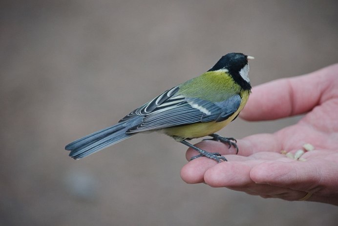 Анатомия синицы лазоревки