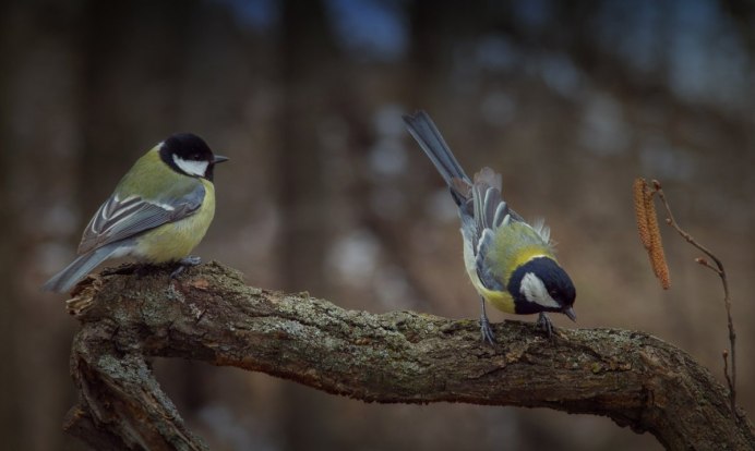 Зеленоспинная синица