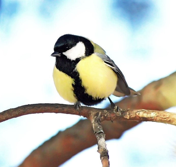 Лазоревка и большая синица