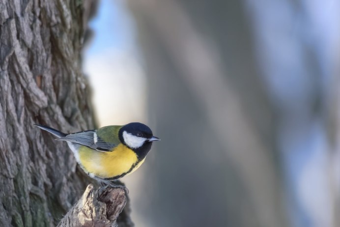 Синица лазоревка