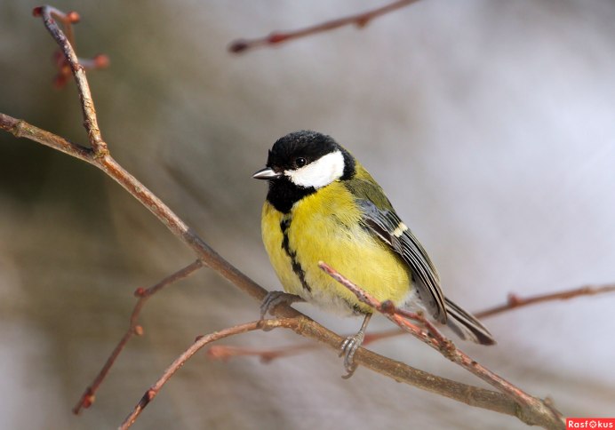 Синица фото птицы