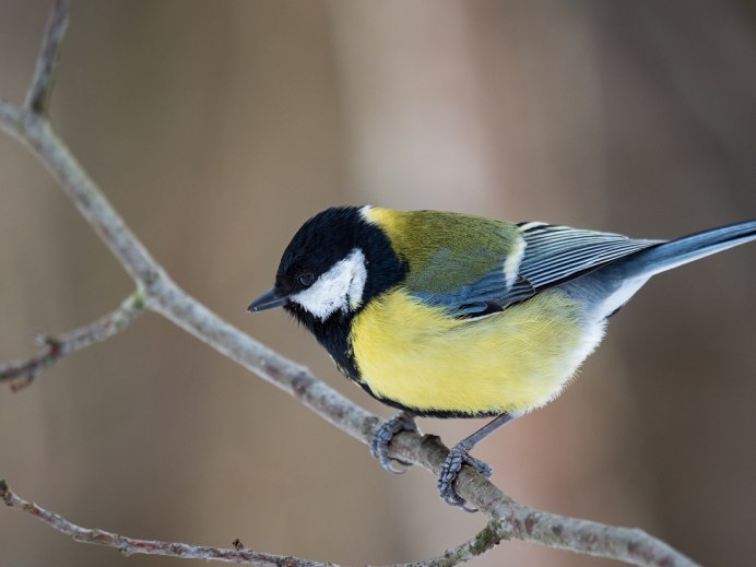 Синица птица