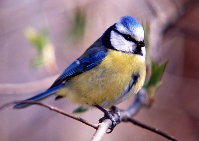 Желтогрудый Снегирь