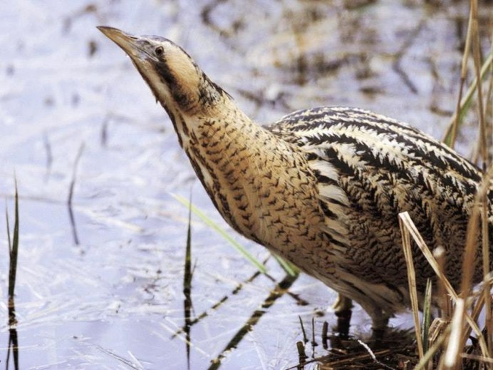 Китайский волчок (Yellow Bittern, Ixobrychus sinensis)