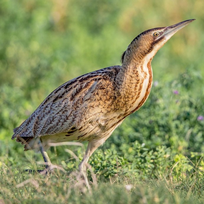 Выпь малая (Ixobrychus minutus)