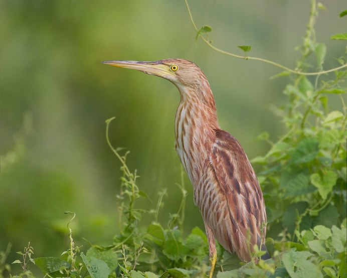 Выпь малая (Ixobrychus minutus)