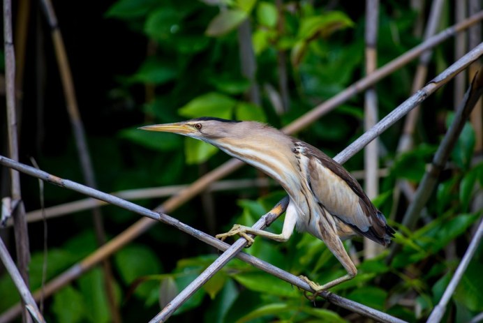 Botaurus Stellaris