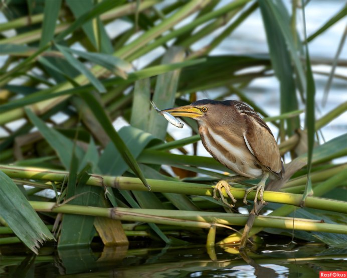 Ixobrychus minutus