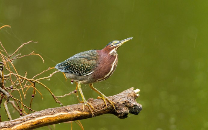 Цапля Ardea purpurea