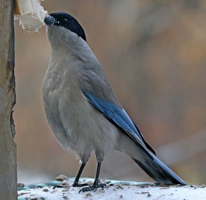 Голубые сороки (Cyanopica Cyana)
