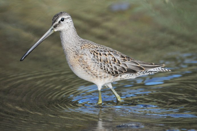 Кулик веретенник птица