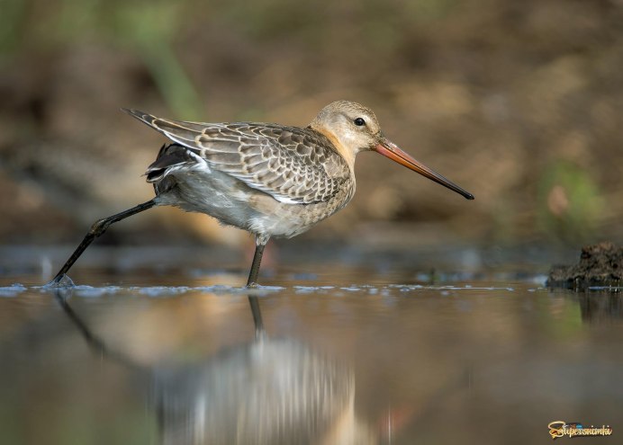 Кулик веретенник птица