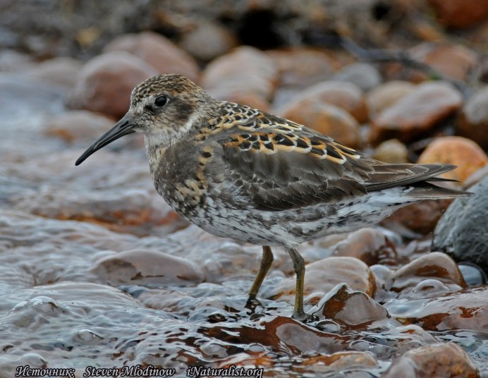 Кулик птица Болотная