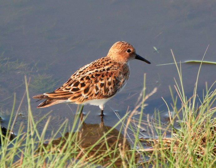 Кулик Лопатень