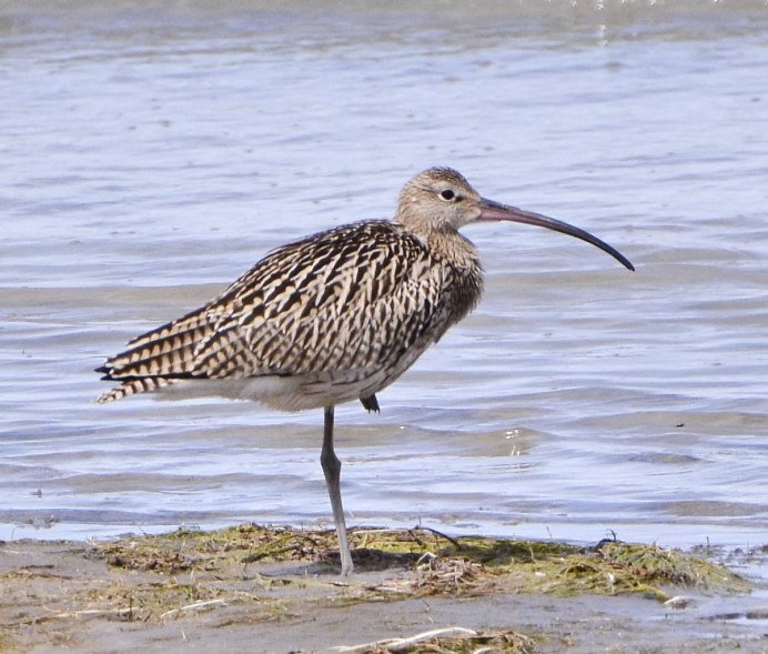 Берингийский песочник гнездо