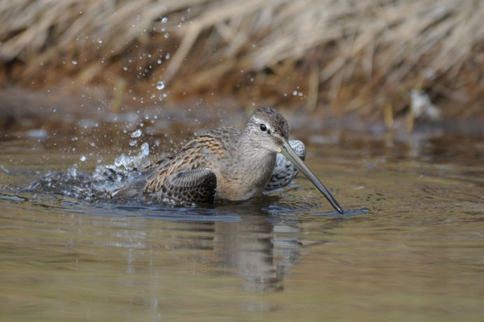 Семейство Кулики