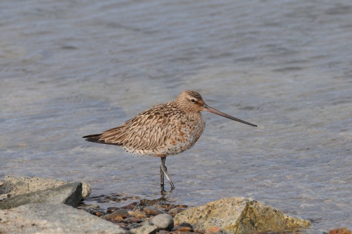 Малый веретенник гнездо