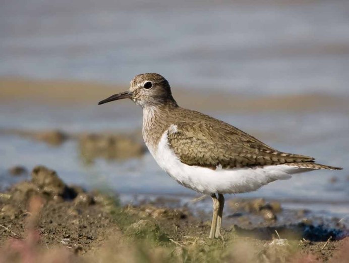 Кулик Перелетная птица