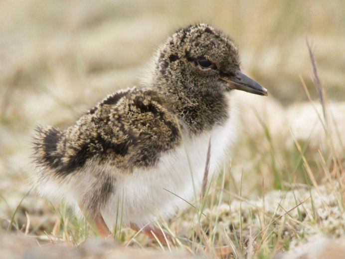 Черныш Фифи