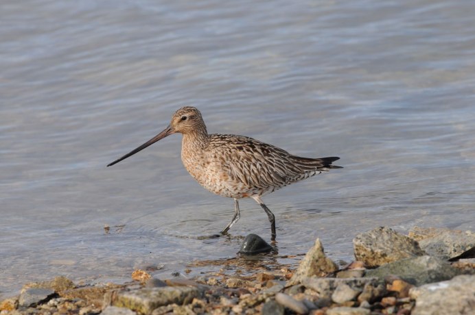 Кулик малый веретенник