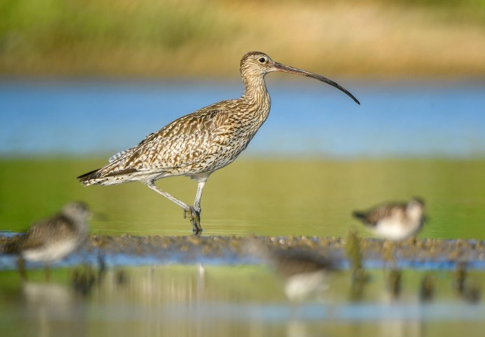 Бекас Кулик птица