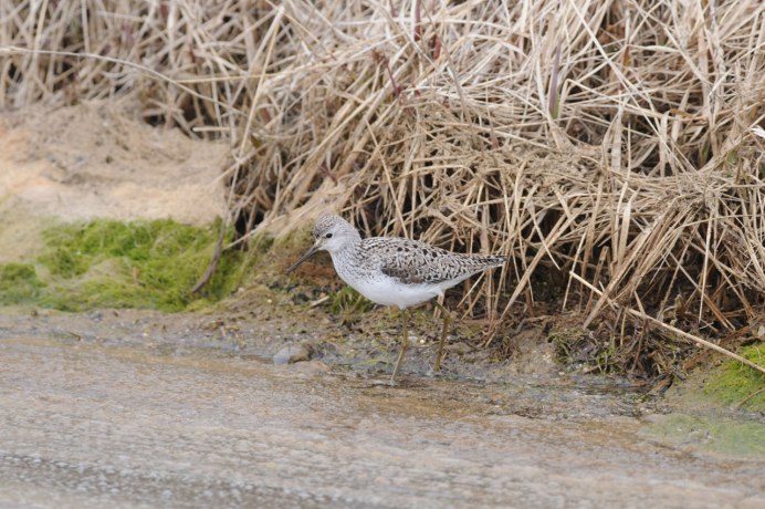 Дутыш птица Кулик