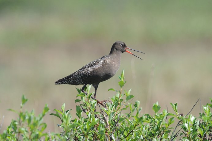 Кулик Байкальский