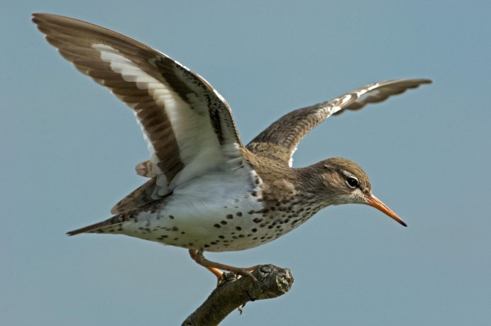 Кулик мородунка