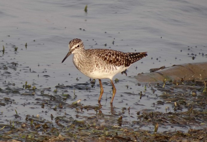 Бекас песочник птица