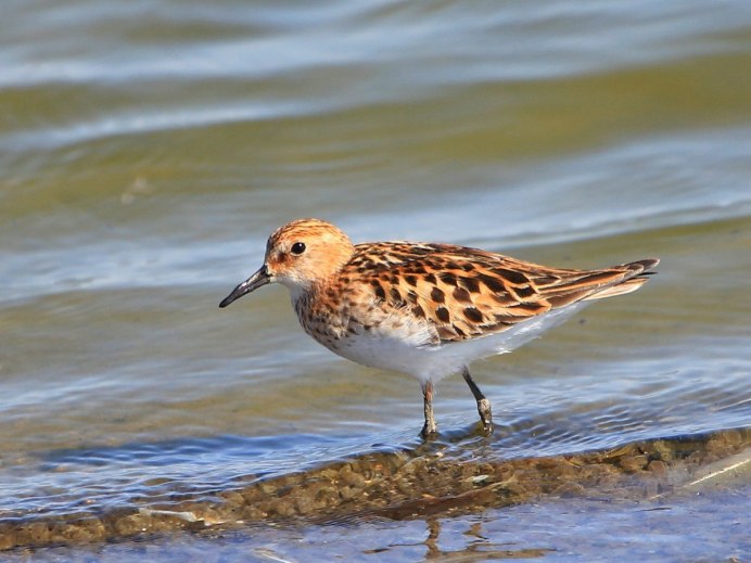 Вальдшнеп птица Кулик птица Кулик