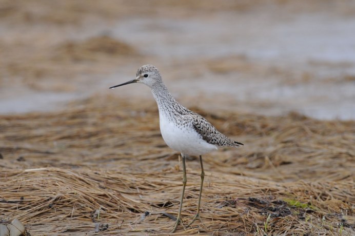 Кулик-Воробей - Calidris minuta