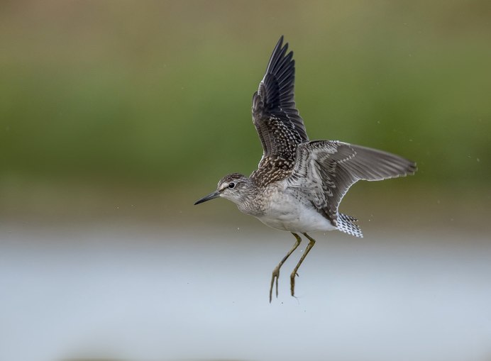 Отряд Кулики